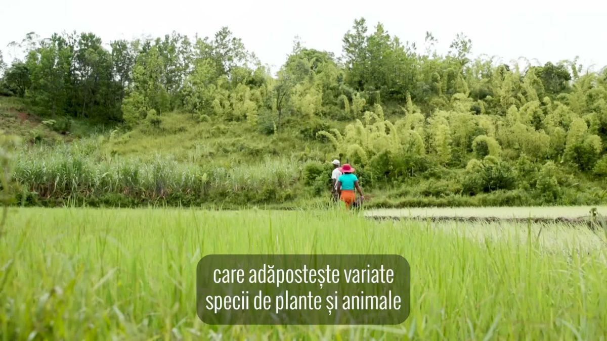 Ulei esențial Citronella pentru aromaterapie Sticlă de ulei esențial Citronella în natură, pentru relaxare și sănătate.